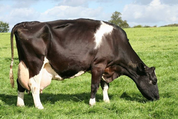 Acidi Grassi Polinsaturi nelle vacche da latte: un caso con un functional feed ( NAT ® W3)