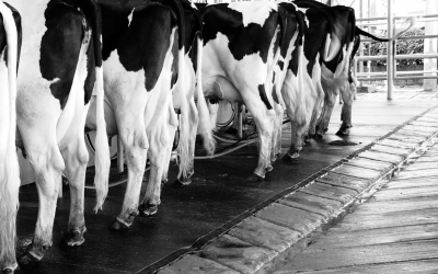 L’ intossicazione da azoto ammoniacale nella dieta della bovina da latte ad alta produzione ( BLAP)