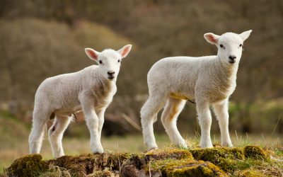 A “sneaky” and “expensive” problem: Coccidiosis and Cryptosporidiosis in calves, little buffalo, lambs and goat kids